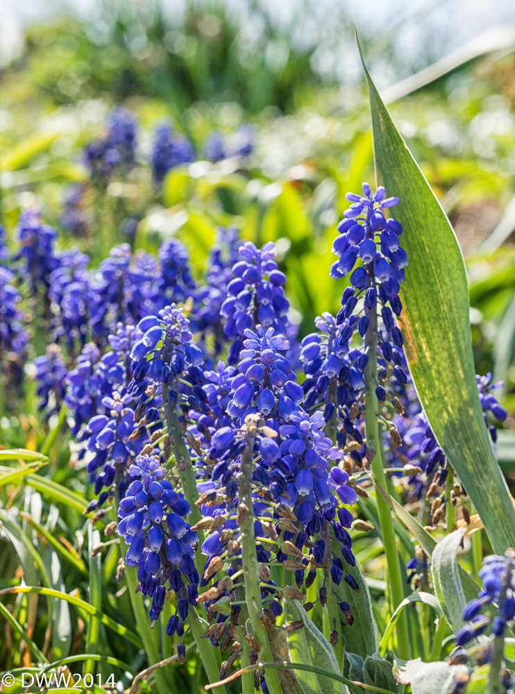 Indigo Purple (1 of 1).jpg