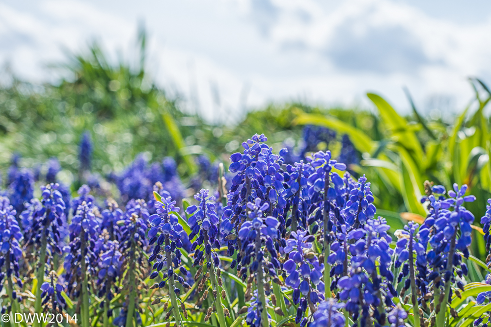 Indigo Purple 2 (1 of 1).jpg