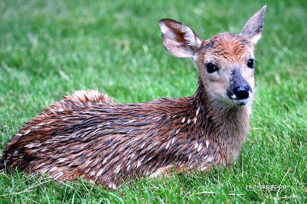 Infant Deer 10 sm.jpg