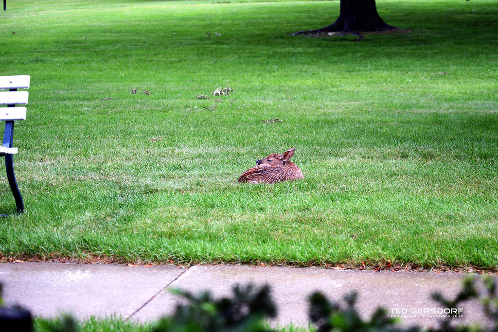 Infant Deer 8sm.jpg