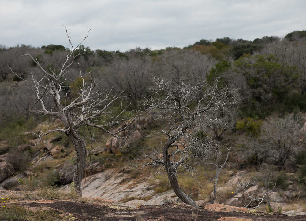 Two Cedars - #1