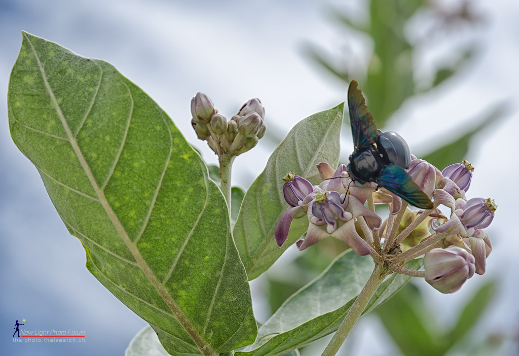 insect-1.jpg