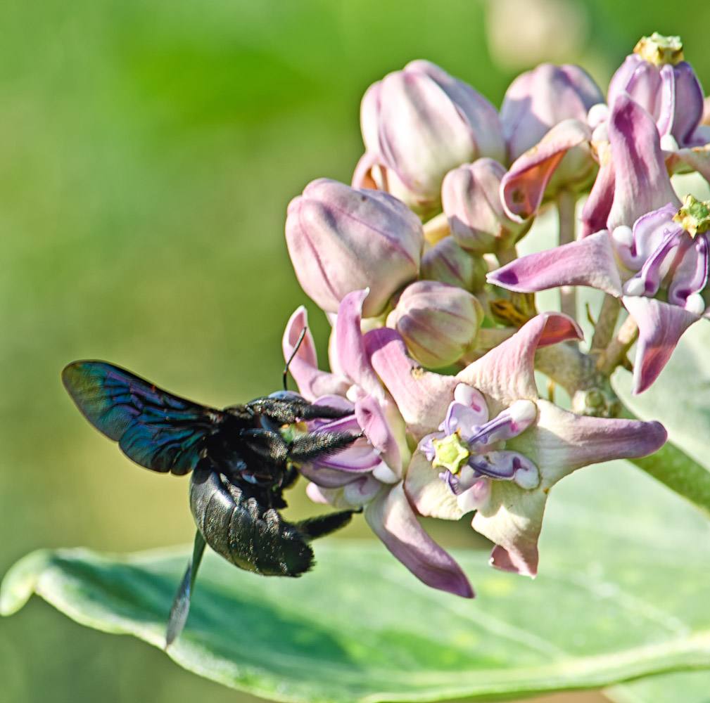 insect-1.jpg