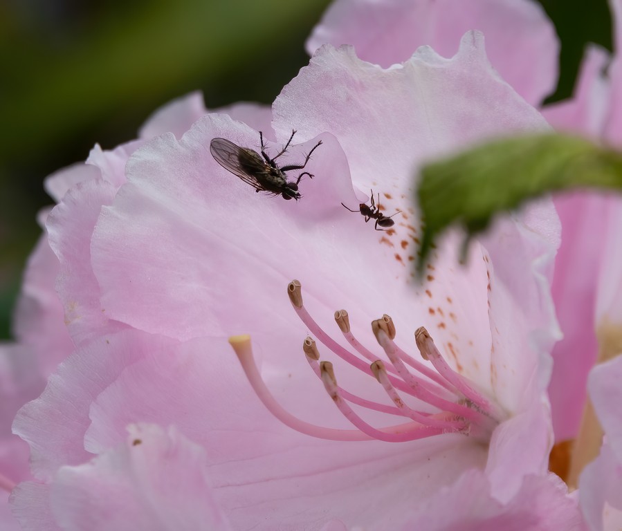 insect-2-DeNoiseAI-standard.jpg