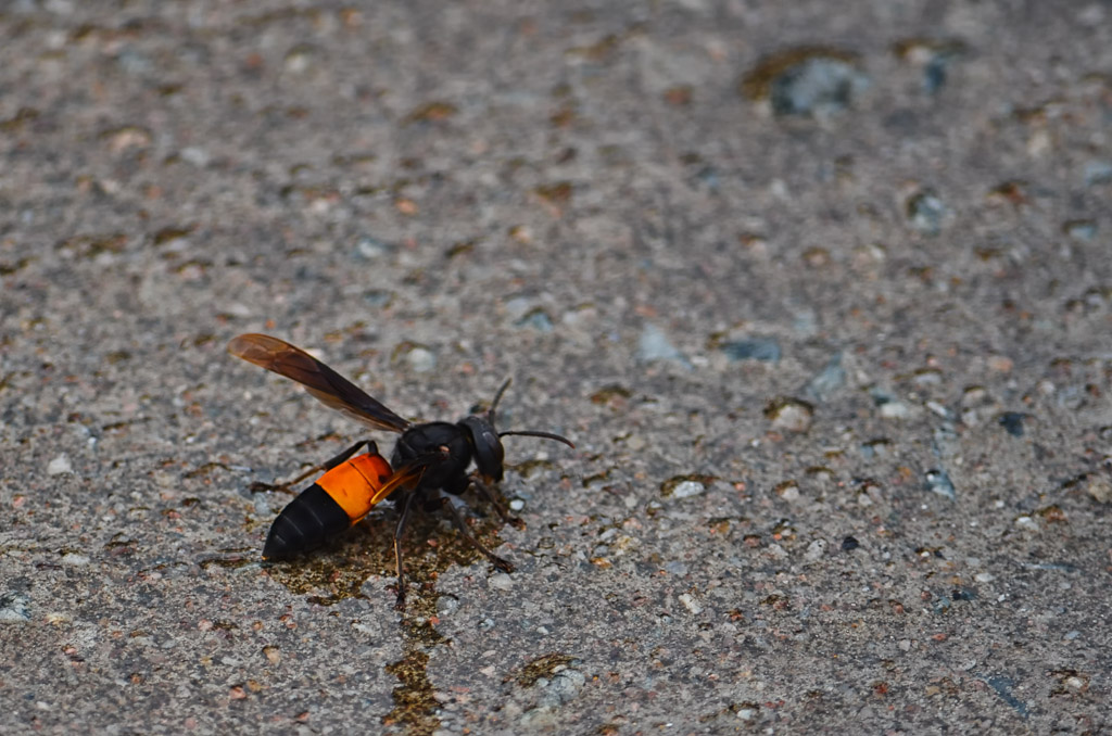 insect-2.jpg