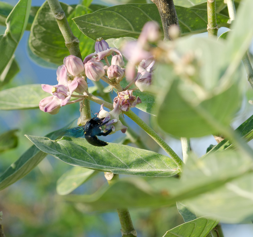 insect1-1.jpg