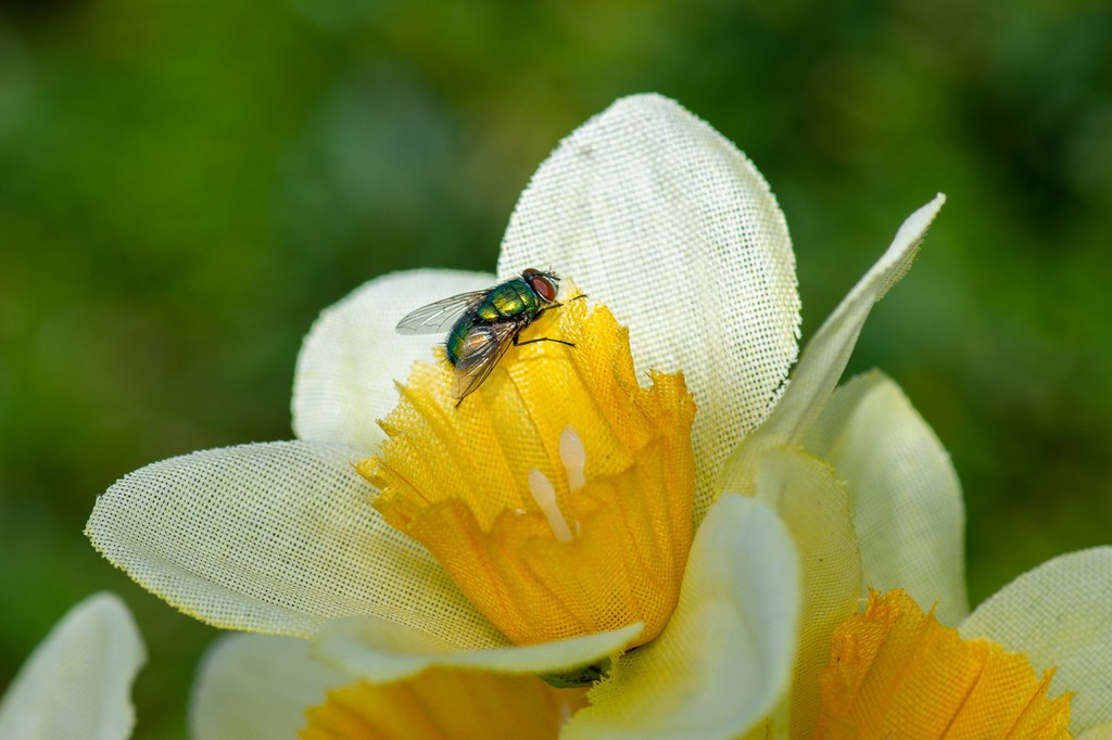 InsectFlower.jpg