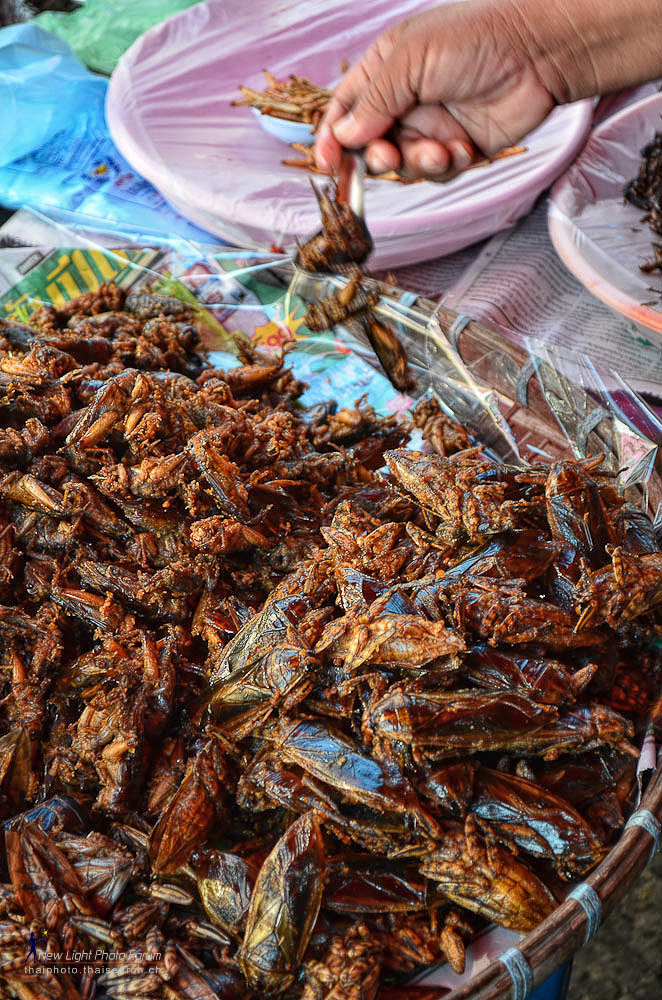 insectfood-1.jpg