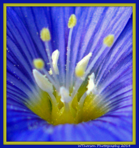Inside a Blue Wildflower.jpg
