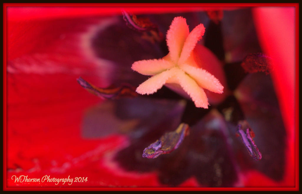 Inside a Red Tulip.jpg