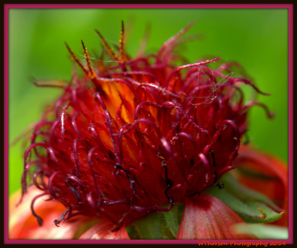 Inside a Wilted Flower.jpg