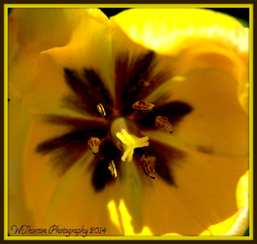 Inside a Yellow Tulip.jpg