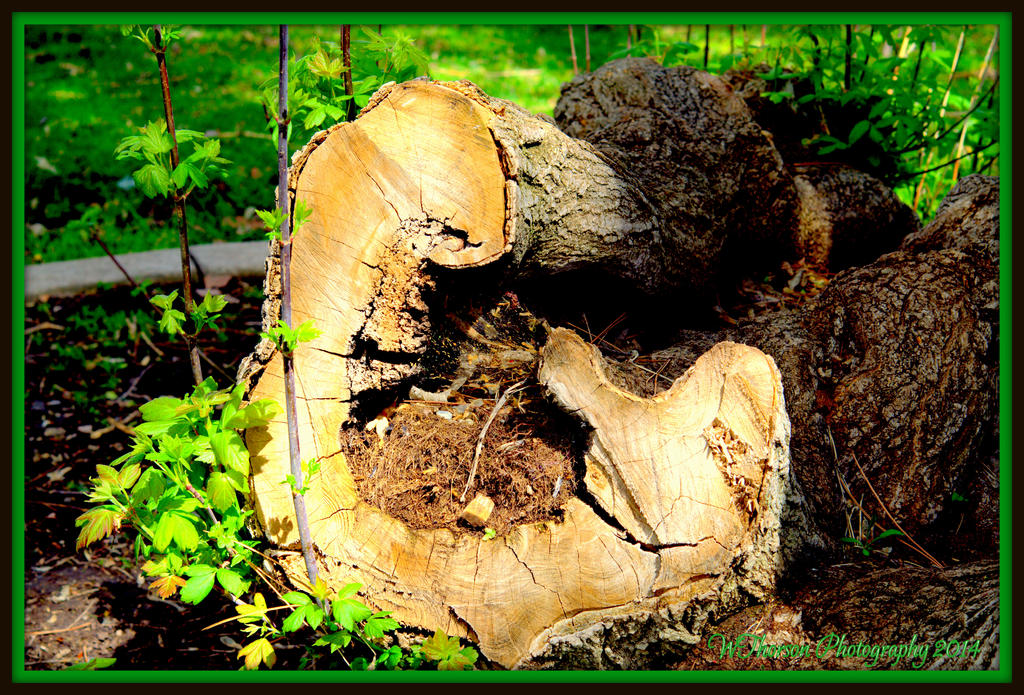 Interesting Stump.jpg