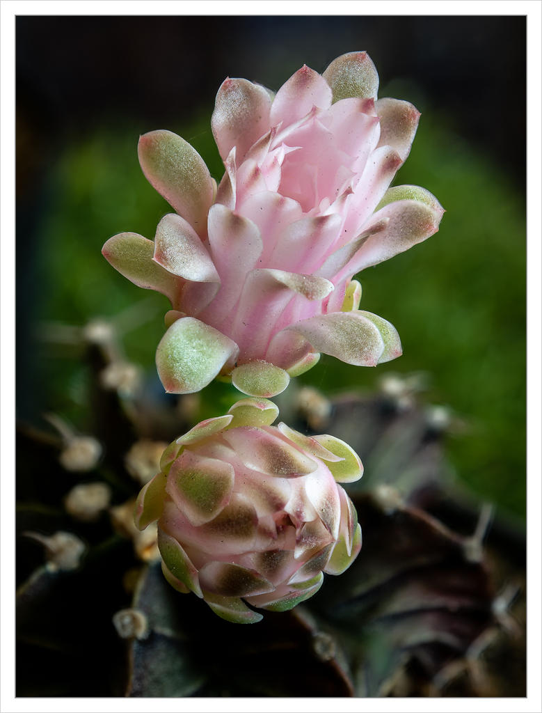 inzi-winzi-tiny-blossoms-1.jpg