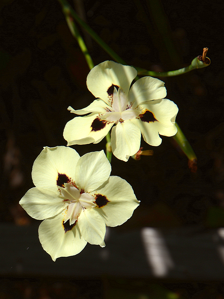 Iris.jpg
