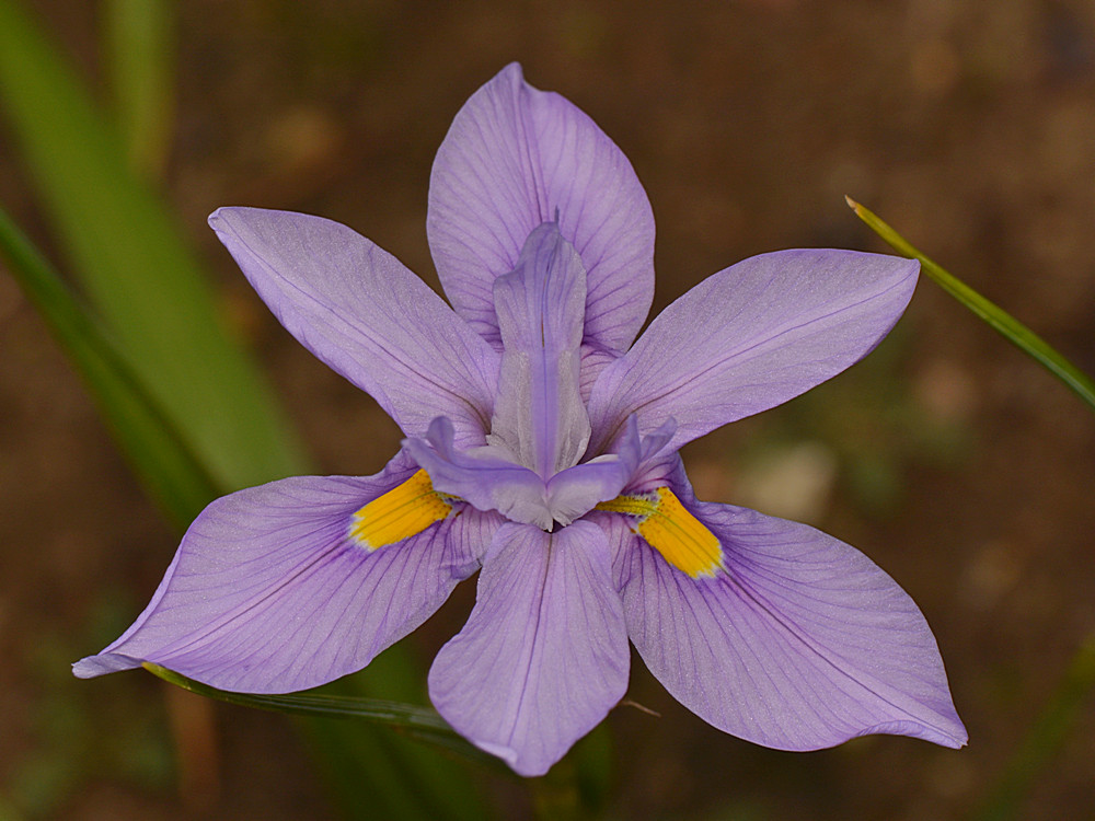 Iris.jpg