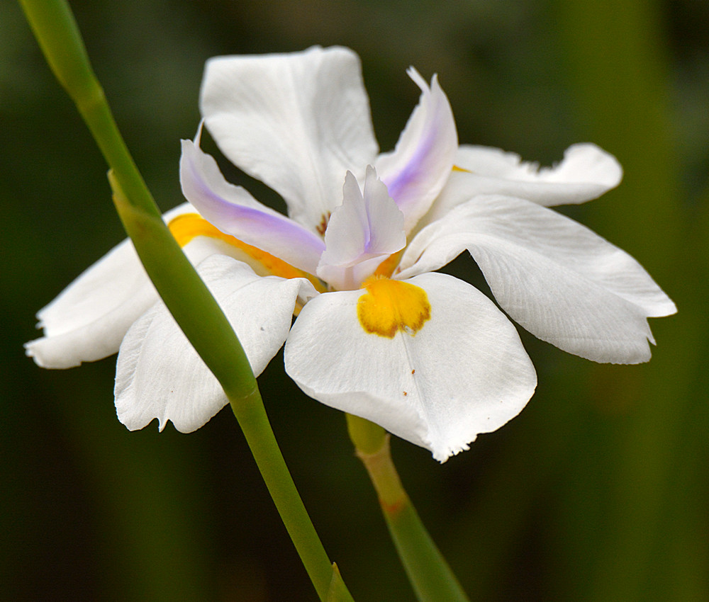 Iris.jpg