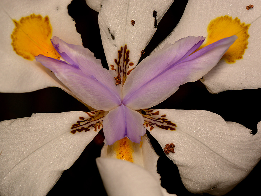 Iris.jpg