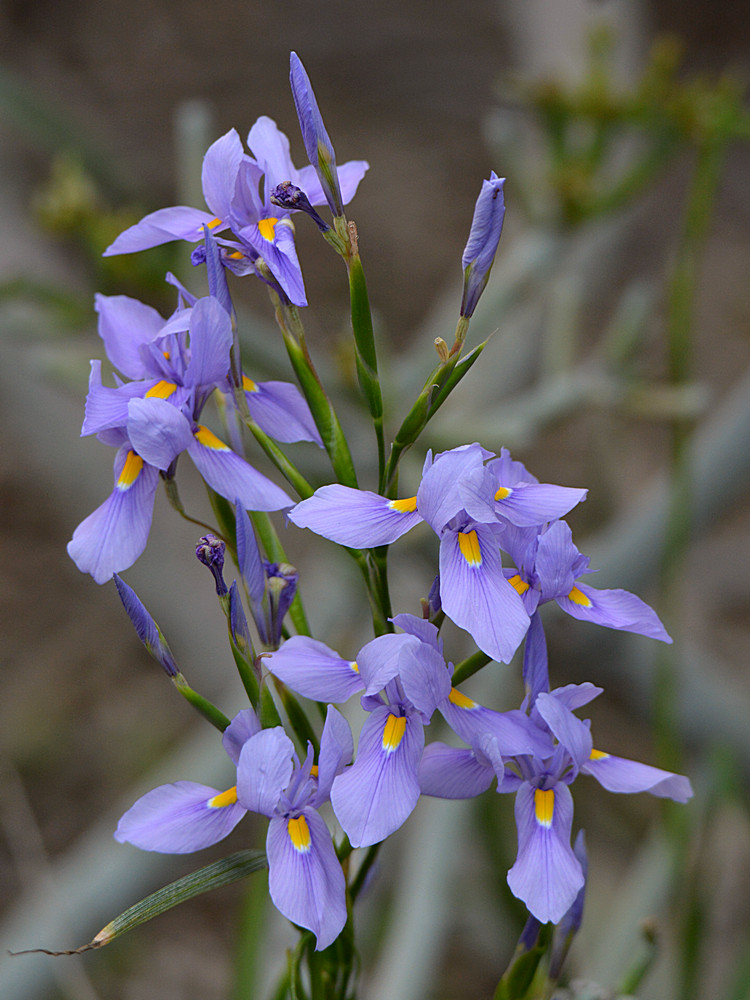 Iris.jpg