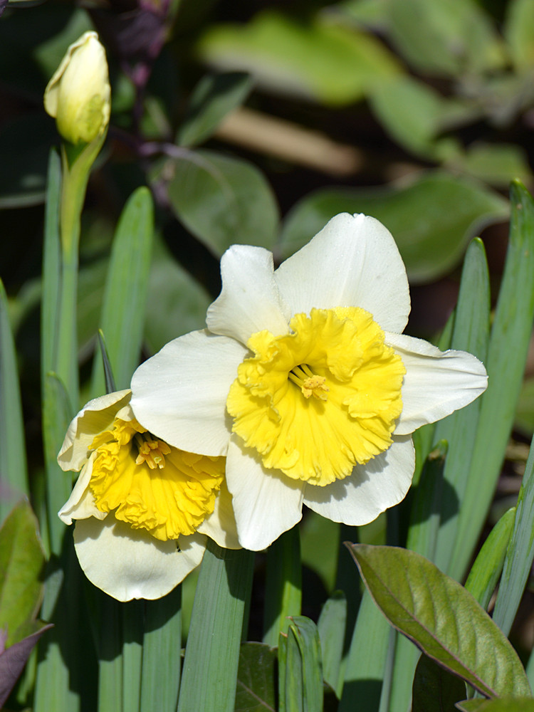 Iris.jpg