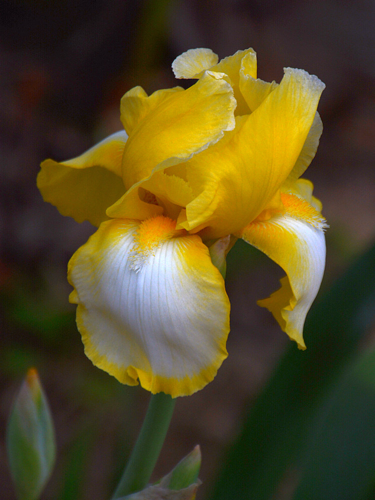 Iris.jpg