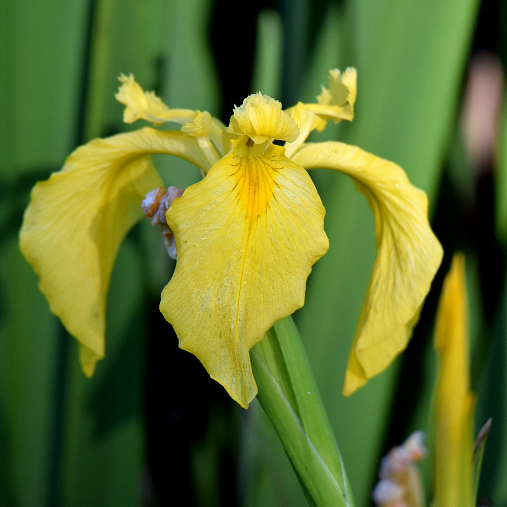 Iris.jpg