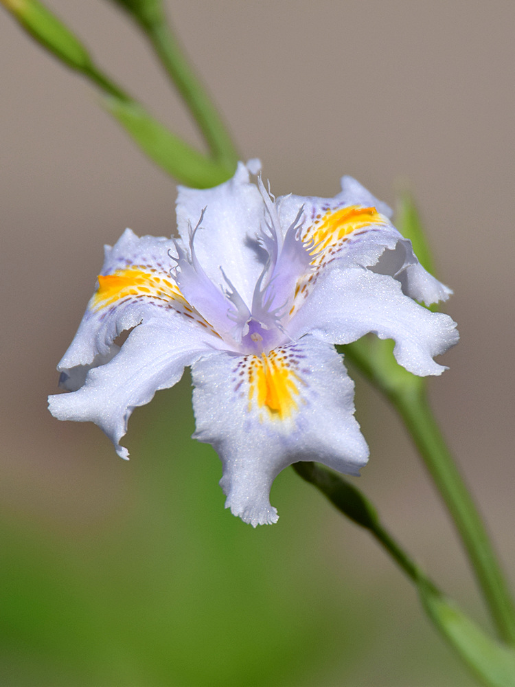 Iris.jpg