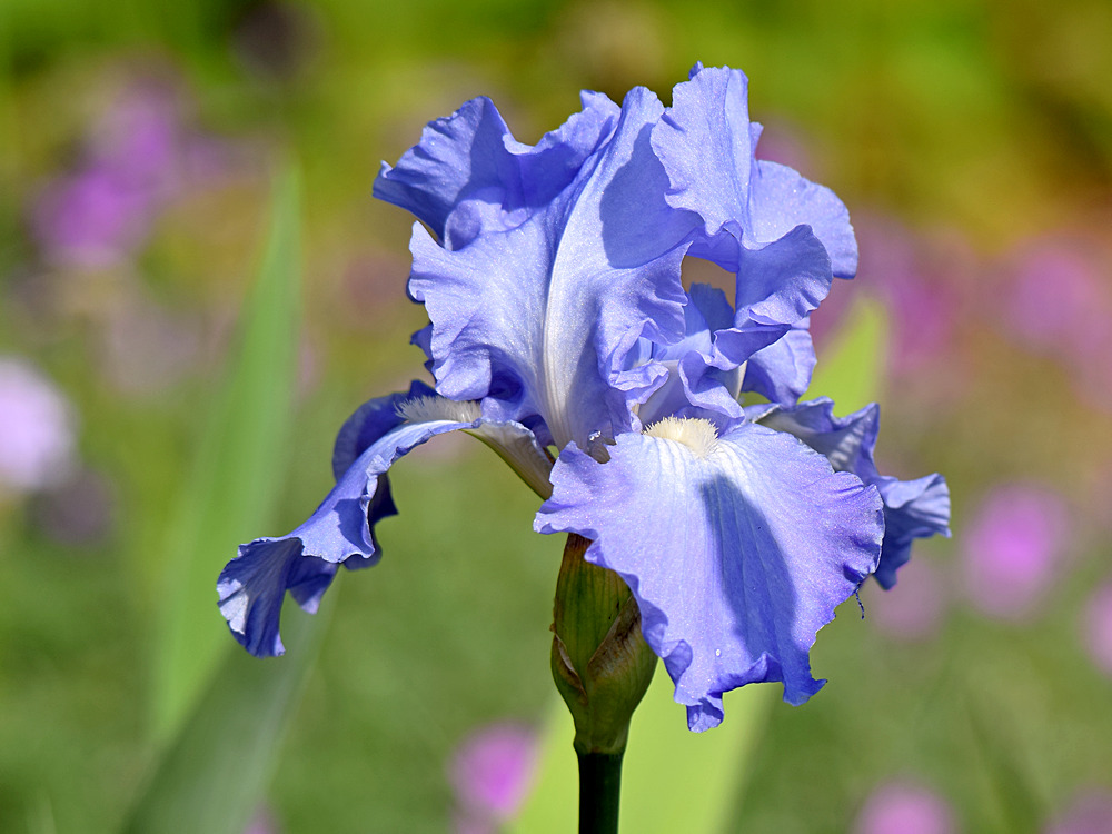 Iris.jpg