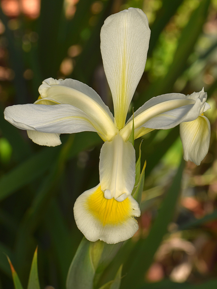 Iris.jpg