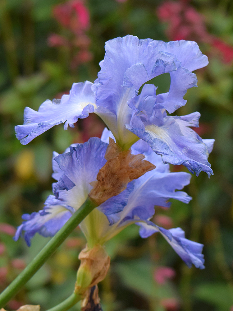Iris.jpg