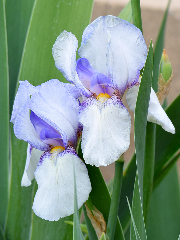 Iris.jpg