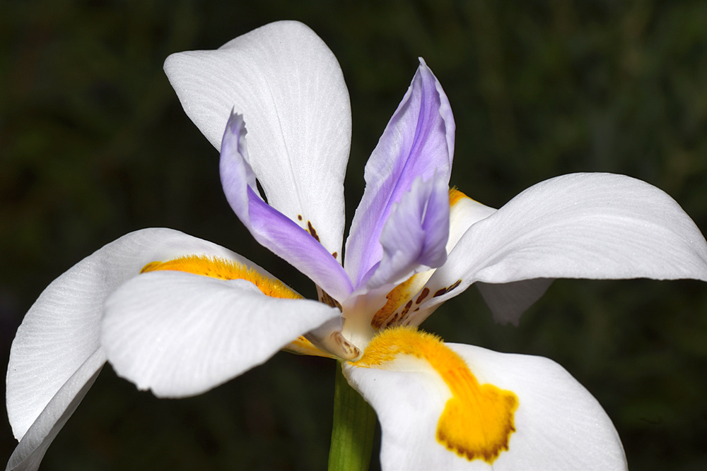 Iris.jpg