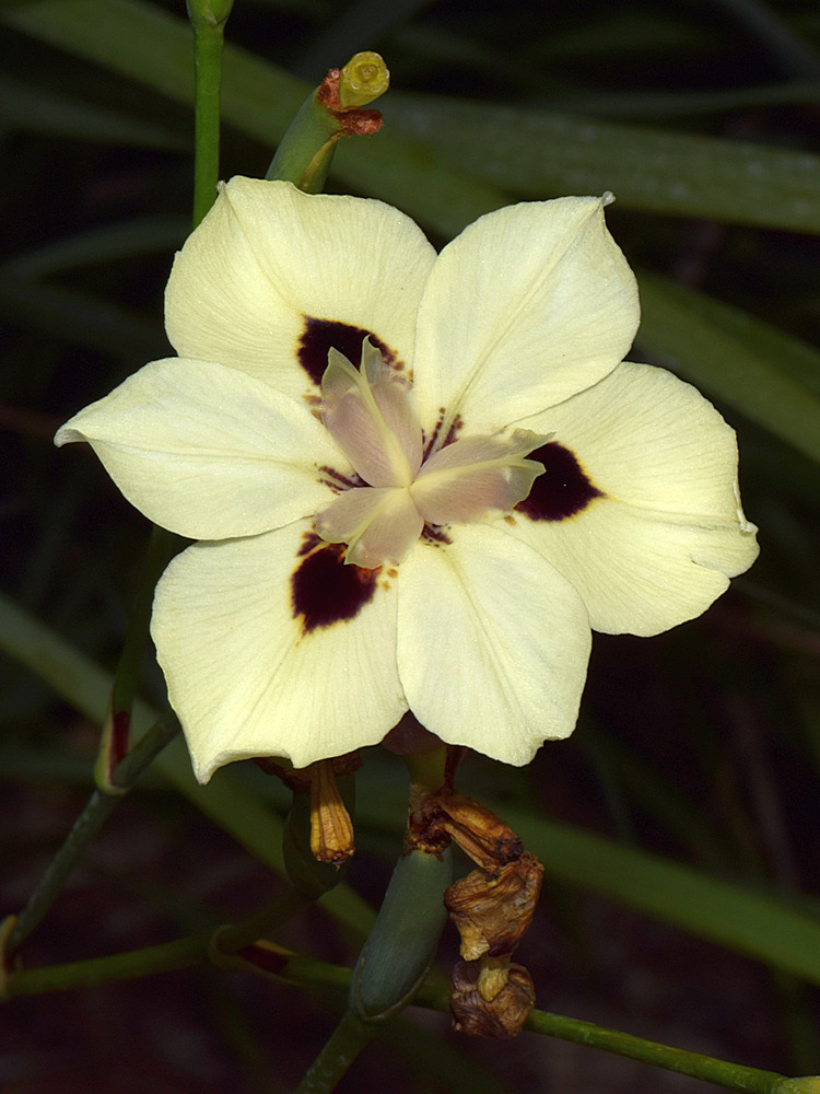 Iris.jpg