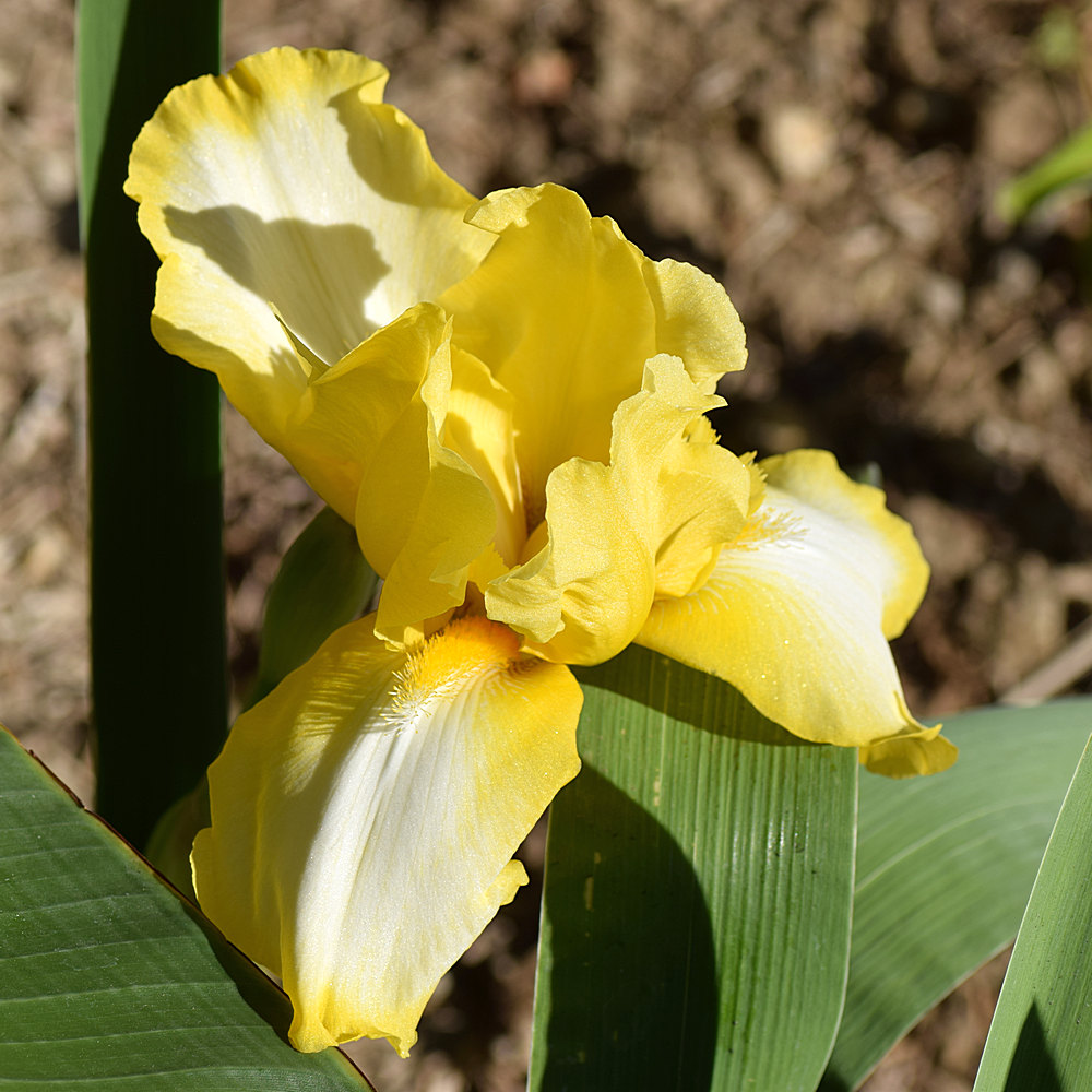 Iris.jpg