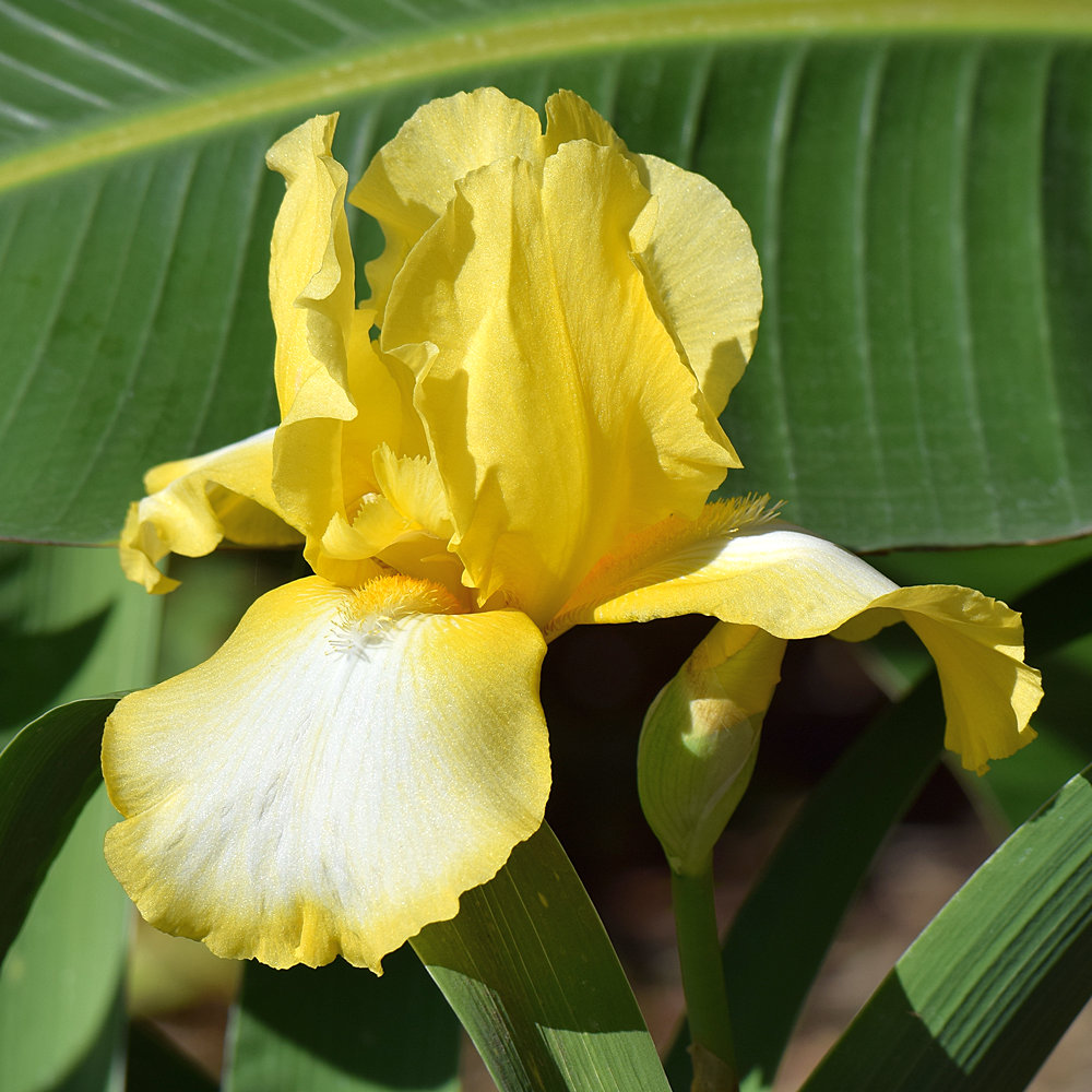 Iris.jpg