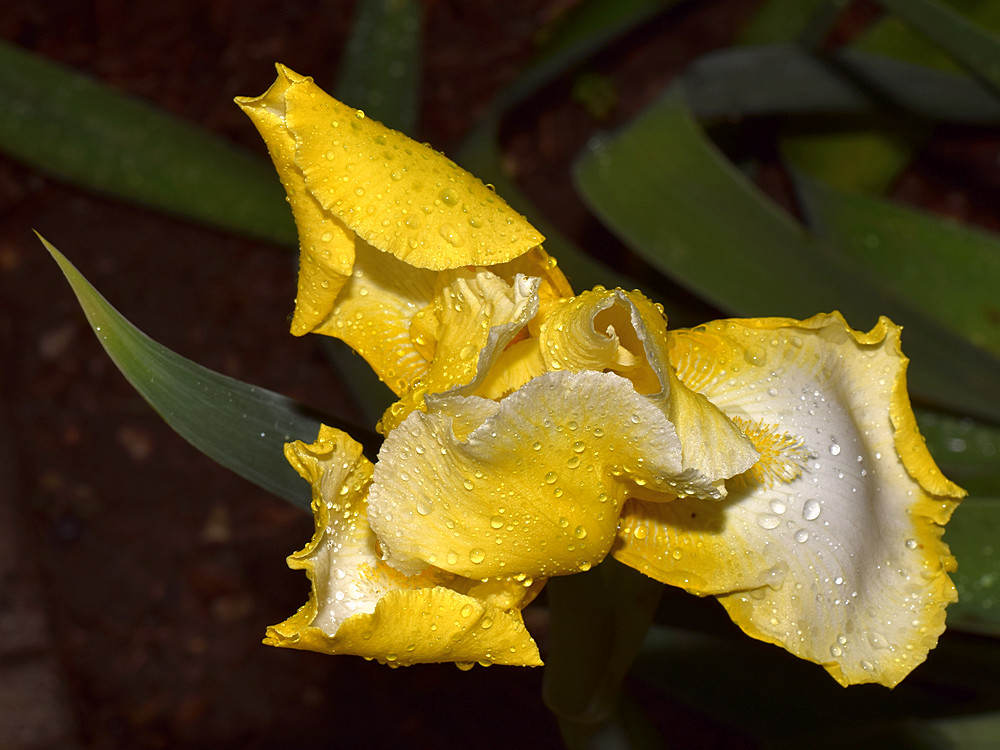 Iris.jpg