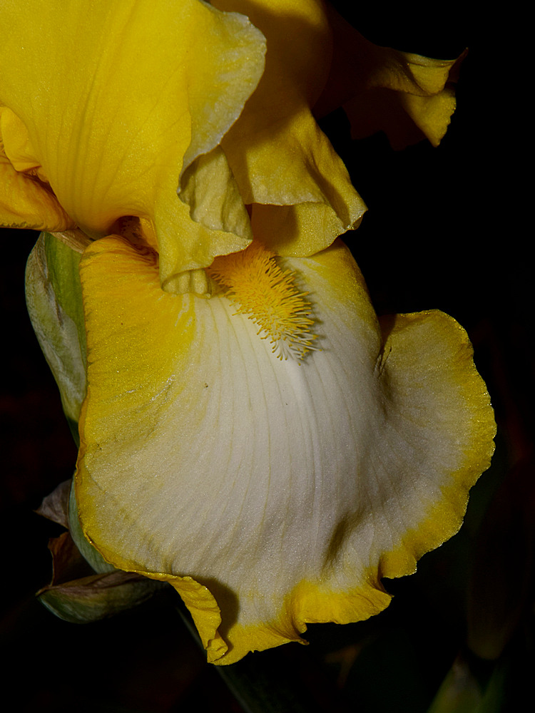 Iris.jpg