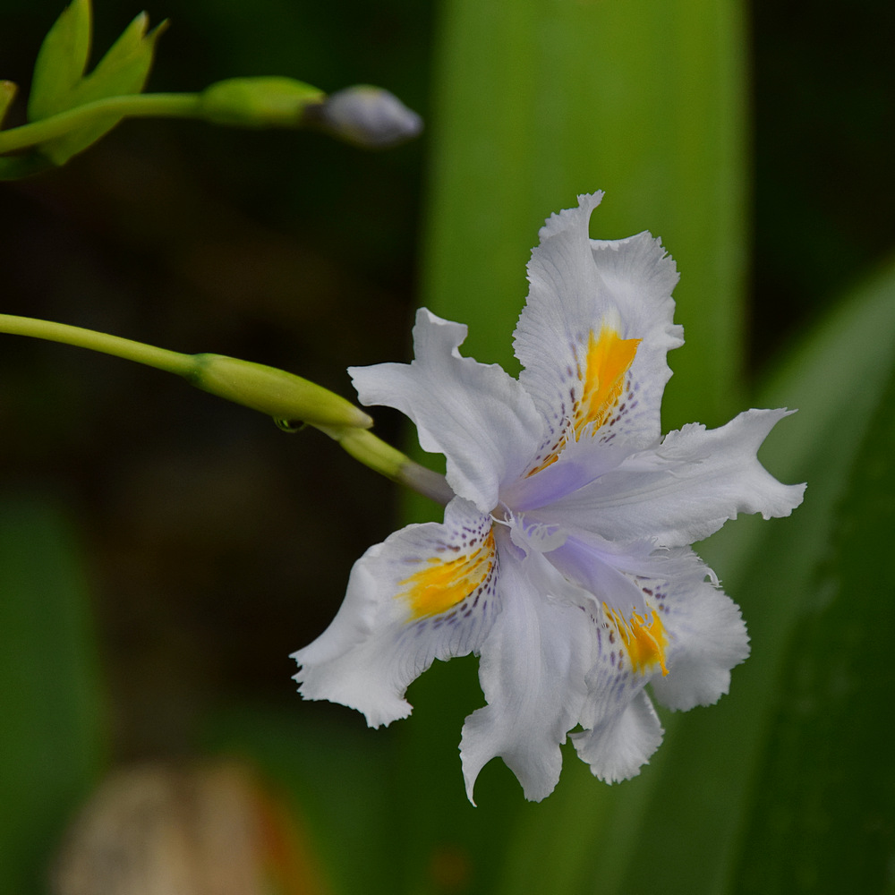 Iris.jpg
