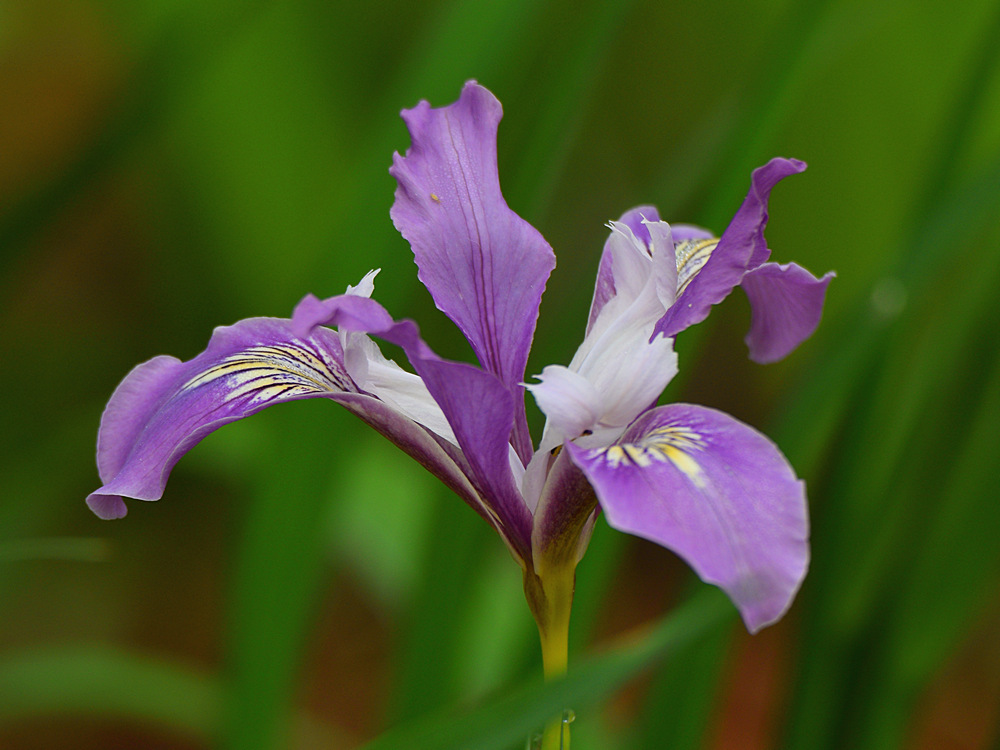 Iris.jpg