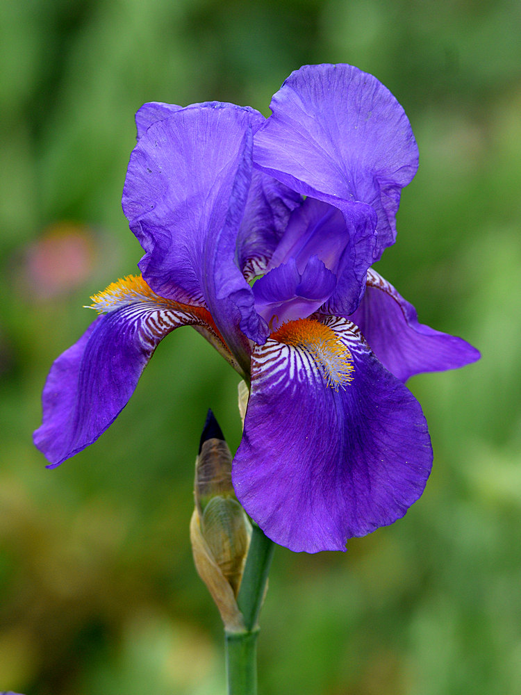 Iris.jpg