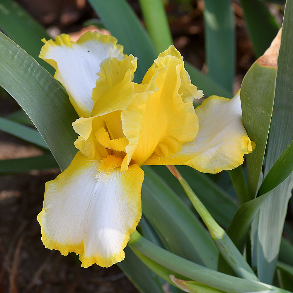 Iris.jpg