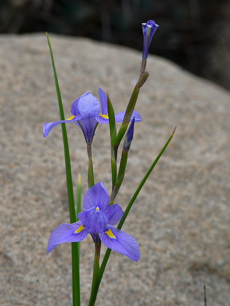 Iris.jpg
