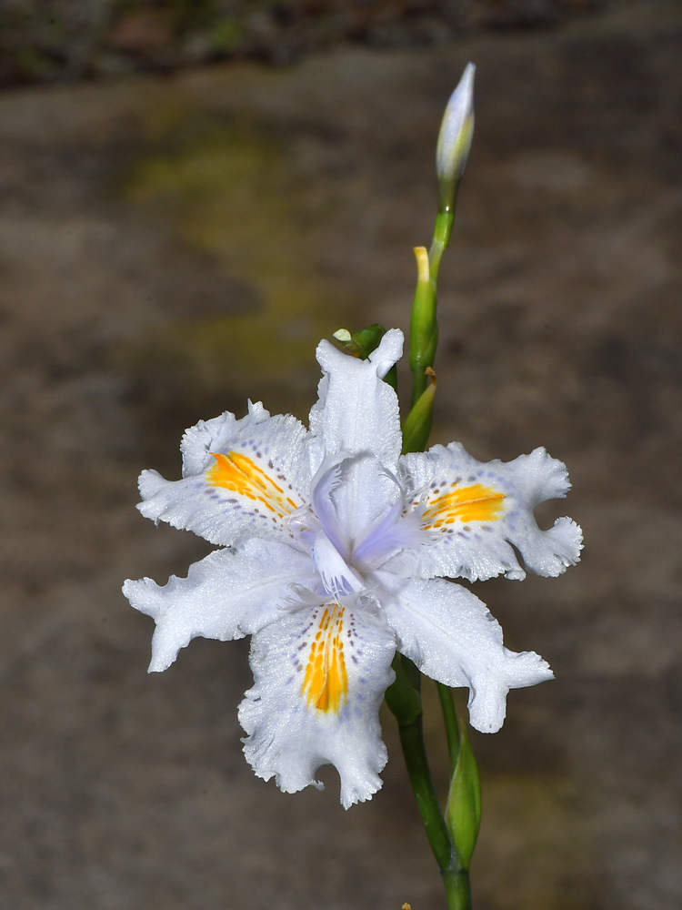 Iris.jpg