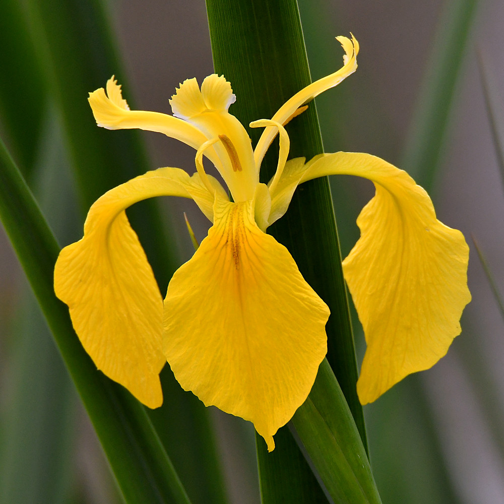 Iris.jpg
