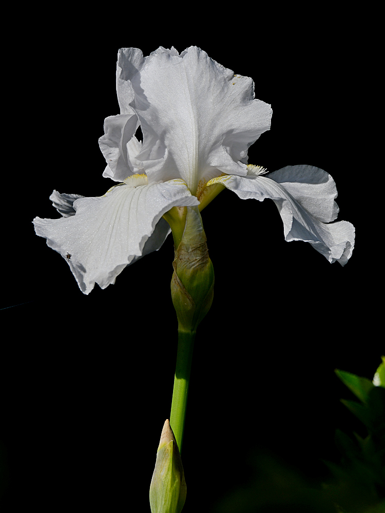 Iris.jpg