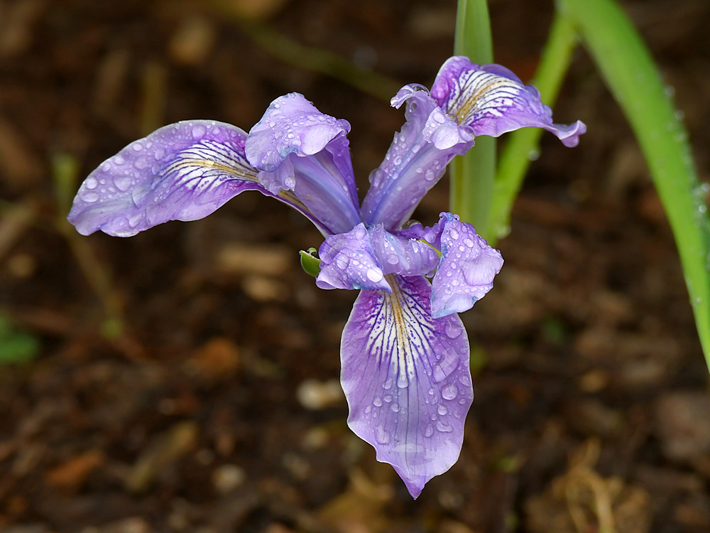 Iris.jpg