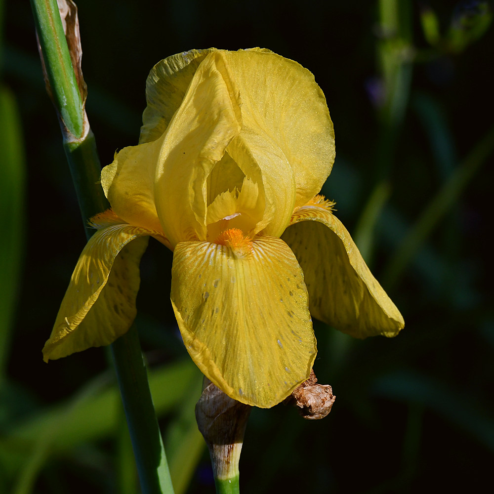 Iris.jpg