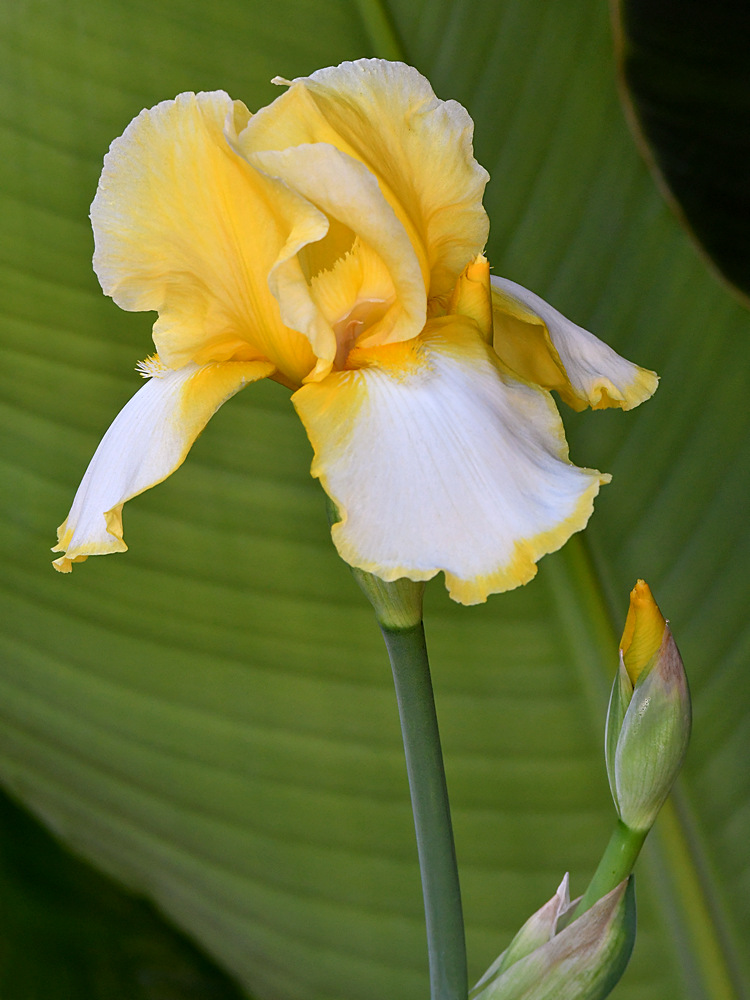 Iris.jpg