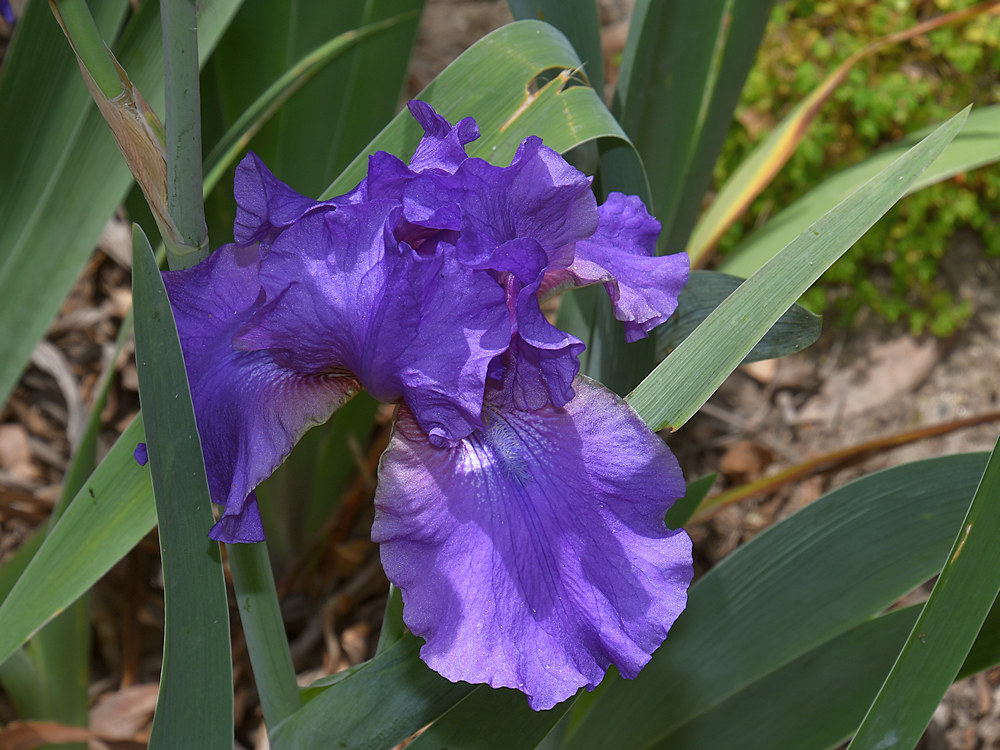 Iris.jpg