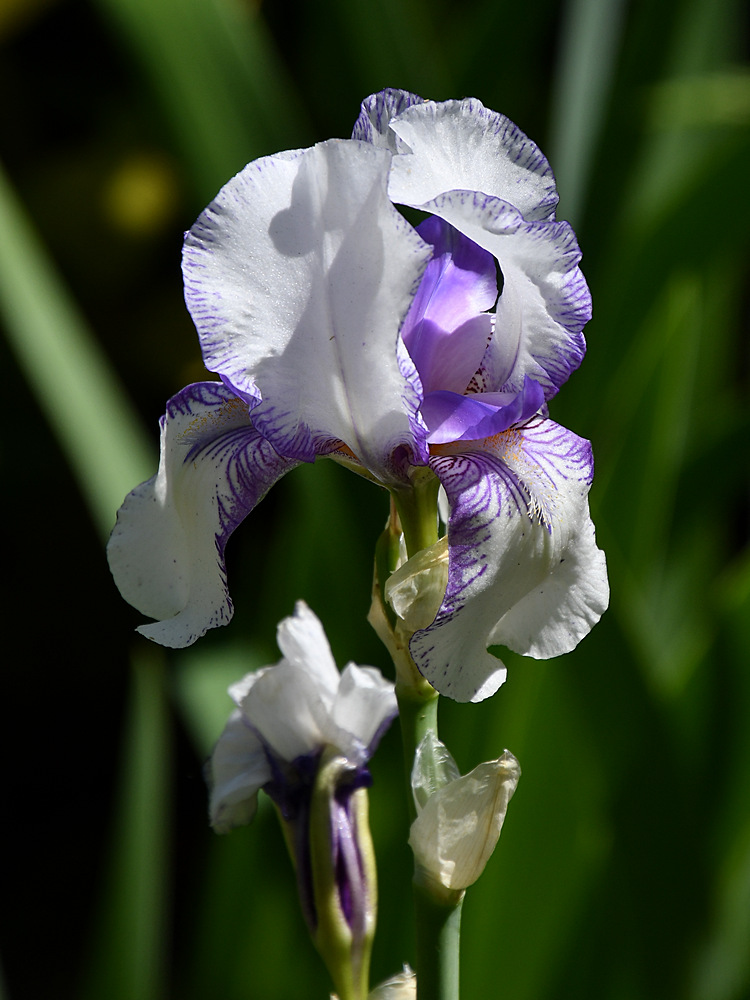 Iris.jpg
